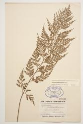 Asplenium shuttleworthianum. Herbarium specimen from Raoul Island, WELT P007482, showing abaxial surface of fertile frond.  
 Image: J.W. Wilson-Davey © Te Papa CC BY-NC 3.0 NZ